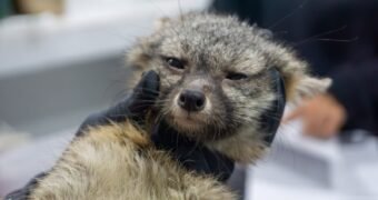 Zorro gris rescatado se prepara para regresar a la vida silvestre