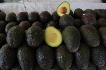 Reconocimiento a la Franja Aguacatera de Michoacán protege más de 150 mil empleos Reconocimiento a la Franja Aguacatera de Michoacán protege más de 150 mil empleos