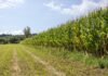 Más de 482 mdp para el campo; avanza pago a productores de maíz en Michoacán