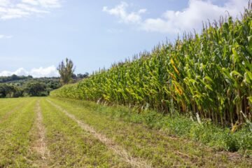 Más de 482 mdp para el campo; avanza pago a productores de maíz en Michoacán