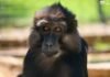 Descubre el fascinante mundo de los pequeños primates en el Zoológico de Morelia Descubre el fascinante mundo de los pequeños primates en el Zoológico de Morelia