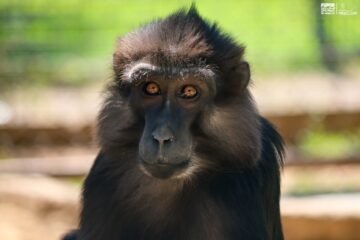 Descubre el fascinante mundo de los pequeños primates en el Zoológico de Morelia