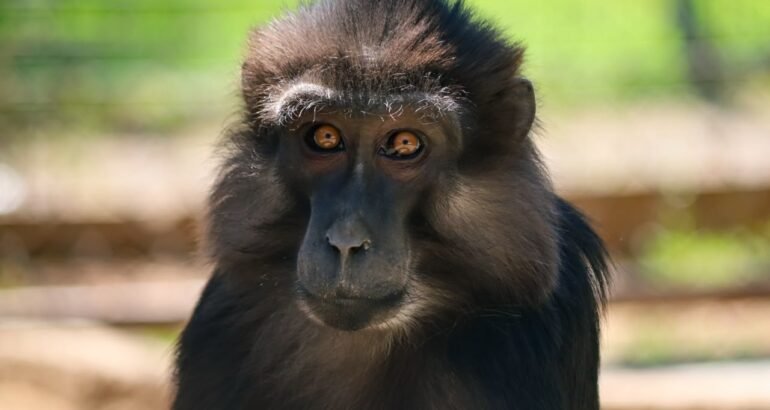 Descubre el fascinante mundo de los pequeños primates en el Zoológico de Morelia Descubre el fascinante mundo de los pequeños primates en el Zoológico de Morelia
