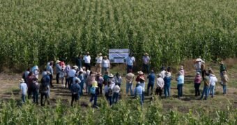 Michoacán liderará el programa piloto nacional para la producción sustentable de maíz