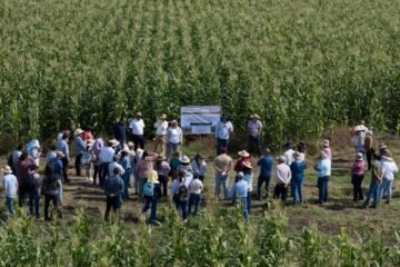 Michoacán liderará el programa piloto nacional para la producción sustentable de maíz