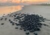 Michoacán está listo para el arribo de miles de tortugas marinas