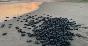 Michoacán está listo para el arribo de miles de tortugas marinas