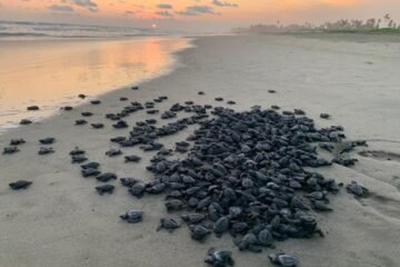 Michoacán está listo para el arribo de miles de tortugas marinas Michoacán está listo para el arribo de miles de tortugas marinas