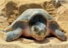 Michoacán, referente mundial en la preservación de la tortuga marina
