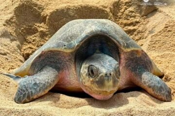 Michoacán, referente mundial en la preservación de la tortuga marina