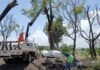 Sedum intensifica rescate y trasplante de árboles en el trayecto del Morebús