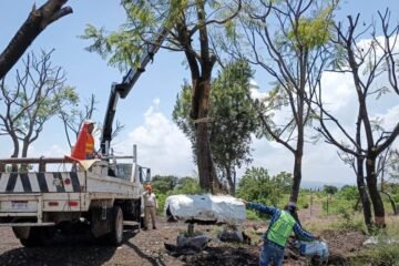 Sedum intensifica rescate y trasplante de árboles en el trayecto del Morebús