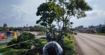 Morebús fortalece la compensación ambiental con la replantación de 50 árboles Morebús fortalece la compensación ambiental con la replantación de 50 árboles