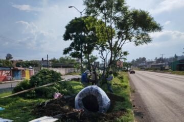 Morebús fortalece la compensación ambiental con la replantación de 50 árboles