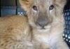 Zoológico de Morelia ha recibido más de 450 animales rescatados en la presente administración