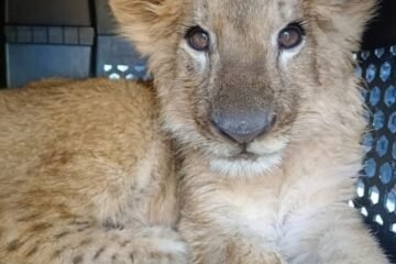 Zoológico de Morelia ha recibido más de 450 animales rescatados en la presente administración Zoológico de Morelia ha recibido más de 450 animales rescatados en la presente administración