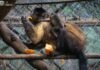 Celebra Zoológico de Morelia el nacimiento de una tierna cría de mono capuchino