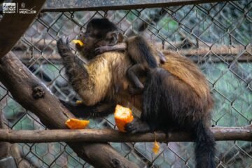 Celebra Zoológico de Morelia el nacimiento de una tierna cría de mono capuchino Celebra Zoológico de Morelia el nacimiento de una tierna cría de mono capuchino