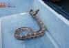 Recibe Zoológico de Morelia crías de cocodrilo de pantano y boa constrictora
