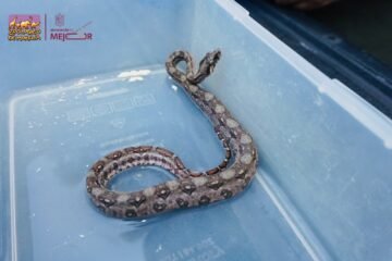 Recibe Zoológico de Morelia crías de cocodrilo de pantano y boa constrictora