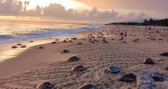 Inicia arribazón masiva de tortuga marina en playas de Michoacán