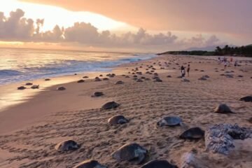 Inicia arribazón masiva de tortuga marina en playas de Michoacán