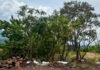 Morebús no retirará 613 árboles durante su proceso de construcción