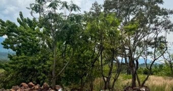 Morebús no retirará 613 árboles durante su proceso de construcción
