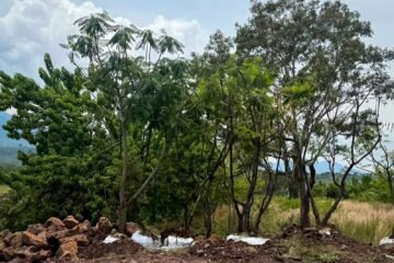 Morebús no retirará 613 árboles durante su proceso de construcción