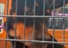 Cumplimenta FGE orden de cateo y rescata a un canino víctima de maltrato animal en Morelia