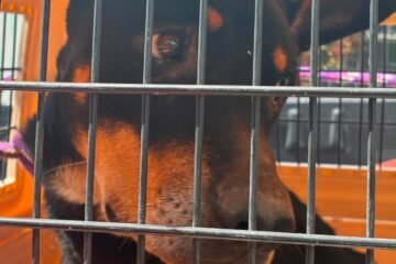 Cumplimenta FGE orden de cateo y rescata a un canino víctima de maltrato animal en Morelia