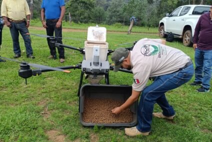 Michoacán participa en proyecto nacional de restauración forestal con germoesferas