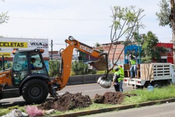 Con la replantación de 4 jacarandas, avanza plan ambiental del Morebús