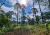 En Michoacán, más de 212 mil hectáreas protegidas; hay nueva área de conservación en Tancítaro