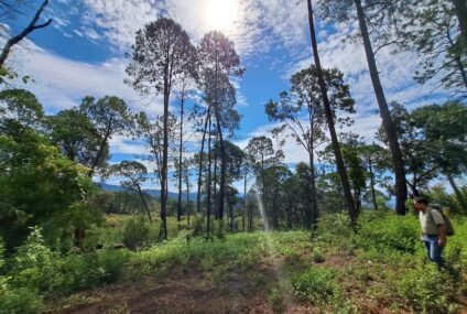 En Michoacán, más de 212 mil hectáreas protegidas; hay nueva área de conservación en Tancítaro