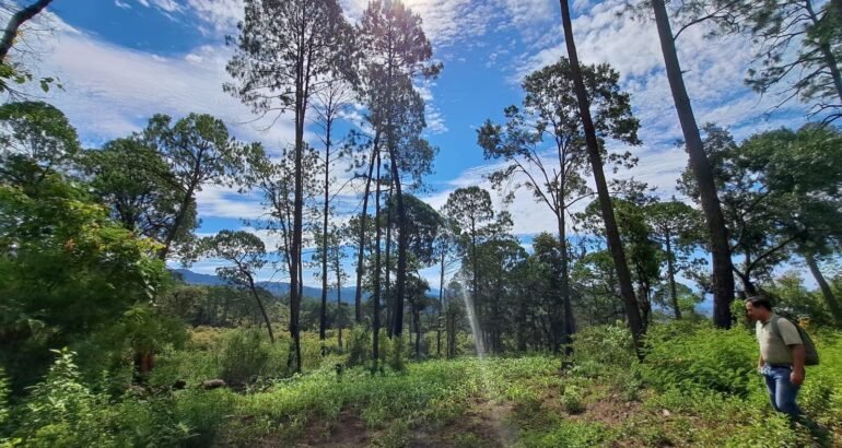 En Michoacán, más de 212 mil hectáreas protegidas; hay nueva área de conservación en Tancítaro