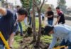 Secma cuida la supervivencia del arbolado replantado en las obras del Morebús