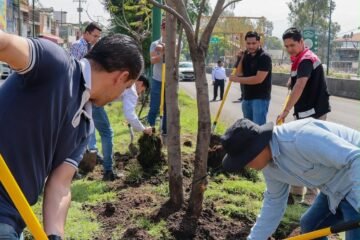 Secma cuida la supervivencia del arbolado replantado en las obras del Morebús