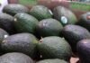 Productores de aguacate no están obligados a tramitar el certificado laboral; corresponde a exportadores