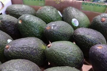 Productores de aguacate no están obligados a tramitar el certificado laboral; corresponde a exportadores