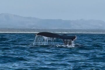 Michoacán se incorpora a los destinos autorizados para el avistamiento de ballenas