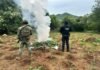SSP y Defensa destruyen cerca de 96 mil plantas de mariguana en Huetamo