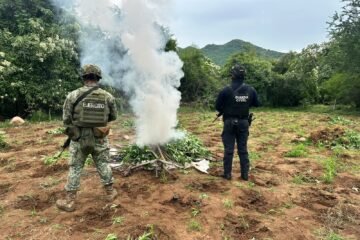 SSP y Defensa destruyen cerca de 96 mil plantas de mariguana en Huetamo