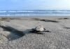 Nacen las primeras crías de tortuga marina tras el paso de los huracanes en costas michoacanas Nacen las primeras crías de tortuga marina tras el paso de los huracanes en costas michoacanas