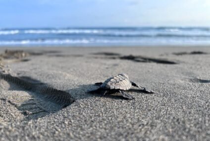 Nacen las primeras crías de tortuga marina tras el paso de los huracanes en costas michoacanas