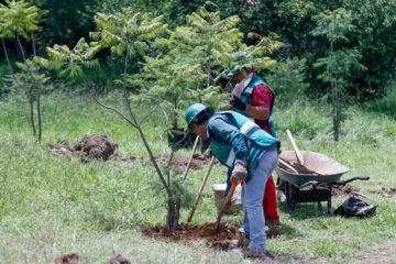 En Michoacán se protege la flora y fauna en la obra pública: Rogelio Zarazúa