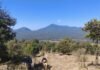 Michoacán triplica superficie de conservación forestal; más de 212 mil hectáreas protegidas