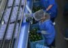 ¿Exportas aguacate? Tienes que tramitar el Certificado Laboral para la Agroexportación