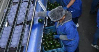 ¿Exportas aguacate? Tienes que tramitar el Certificado Laboral para la Agroexportación