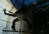Asegura Fiscalía General un mono araña en condiciones de cautiverio en Uruapan